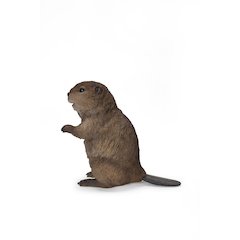 American Beaver Cub Standing Statue