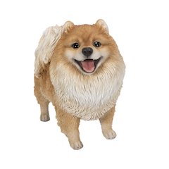 Medium Standing Pomeranian