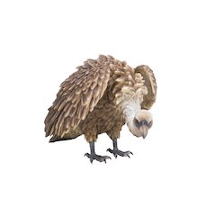 Medium Bald Eagle