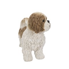 Brown & White Standing Shih Tzu