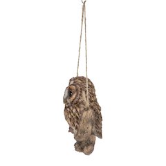 Hanging Baby Owlets On A Branch