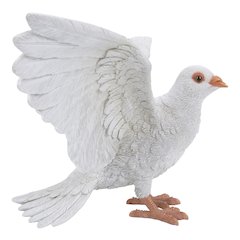 White Pigeon Spreads Wings