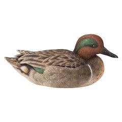 Large Mallard with Green Wing
