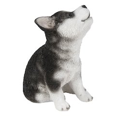Siberian Husky Puppy Howling