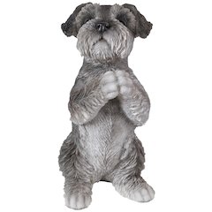 Schnauzer Puppy Praying