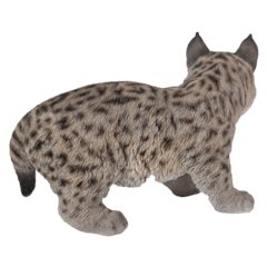Lynx Kitten