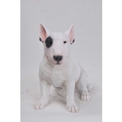 Bull Terrier Statue