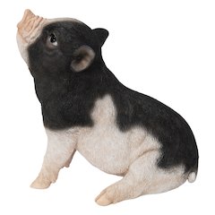 Baby Pig Sitting - Black And White