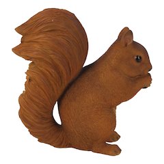 Brown Squirrel Eating