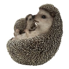 Mother & Baby Hedgehogs On Back