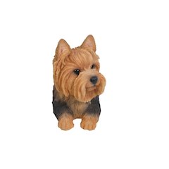 Yorkshire Terrier Lying Down