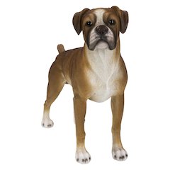 Boxer Dog Standing