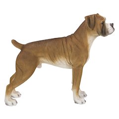 Boxer Dog Standing
