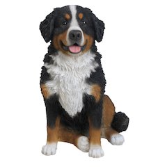 Bernese Mountain Dog
