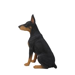 Sitting Doberman Pinscher