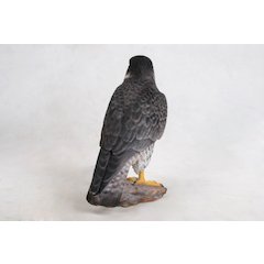 Peregrine Falcon