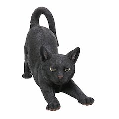 Black Cat Stretching