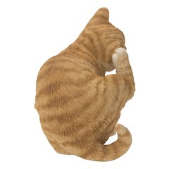 Yellow Cat Scratching Ear