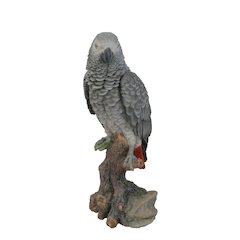 Grey Gabon Parrot On Stump