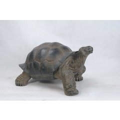 Xl Tortoise
