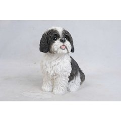 Sitting Shih Tzu