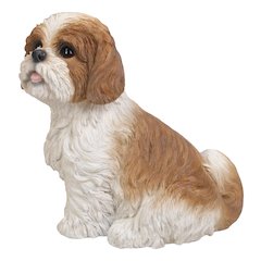 Brown & White Shih Tzu Sitting