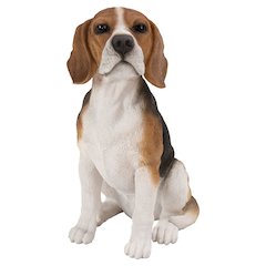 Beagle Dog Sitting