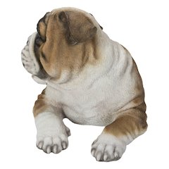 Lying Bulldog Pup