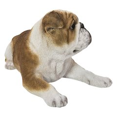 Lying Bulldog