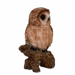Small Tawny Owl On Stump