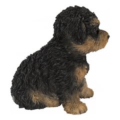 Baby Cavapoo Black & Tan