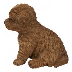 Baby Cavapoo Chocolate
