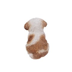 Brown & White Shih Tzu Puppy