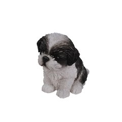 Black & White Shih Tzu Puppy