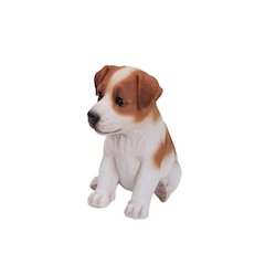 Jack Russell Terrier Puppy