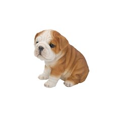 Bulldog Puppy