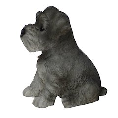 Schnauzer Puppy