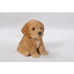 Brown Cockapoo Puppy