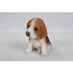 Beagle Puppy