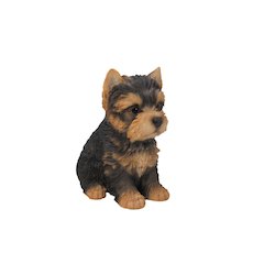 Yorkshire Terrier Puppy