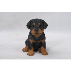 Rottweiler Puppy