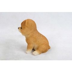 Pomeranian Puppy
