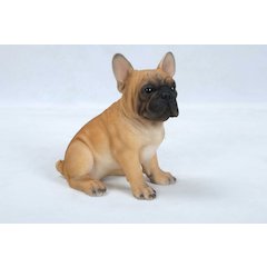 French Bulldog Puppy