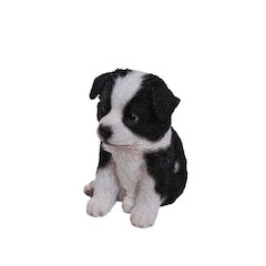 Border Collie Puppy