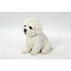 Bichon Frise Puppy