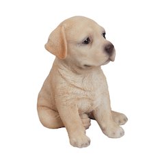 Yellow Labrador Puppy
