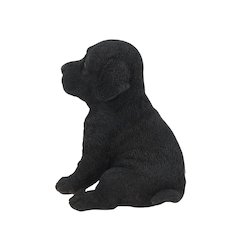Black Labrador Puppy