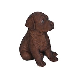 Chocolate Labrador Puppy
