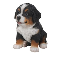 Bernese Mountain Dog Puppy