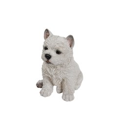 White Terrier Puppy